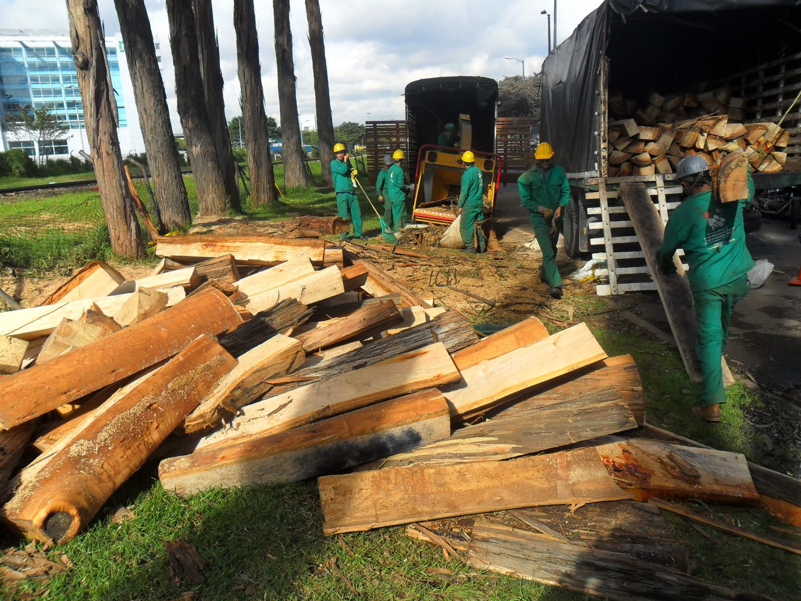 Preguntas y respuestas sobre la tala de árboles en Salitre Oriental