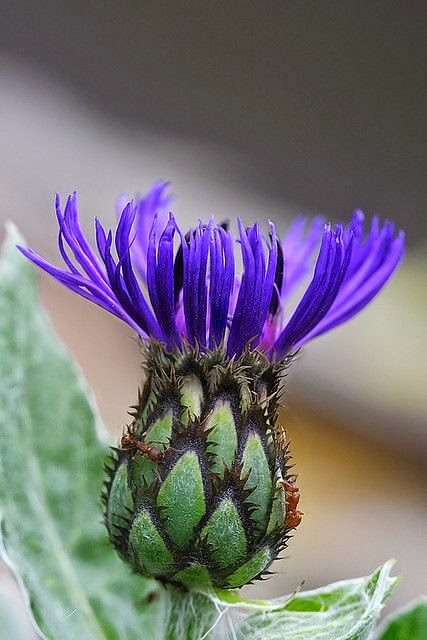Flowers Gardens: Blue Cornflower