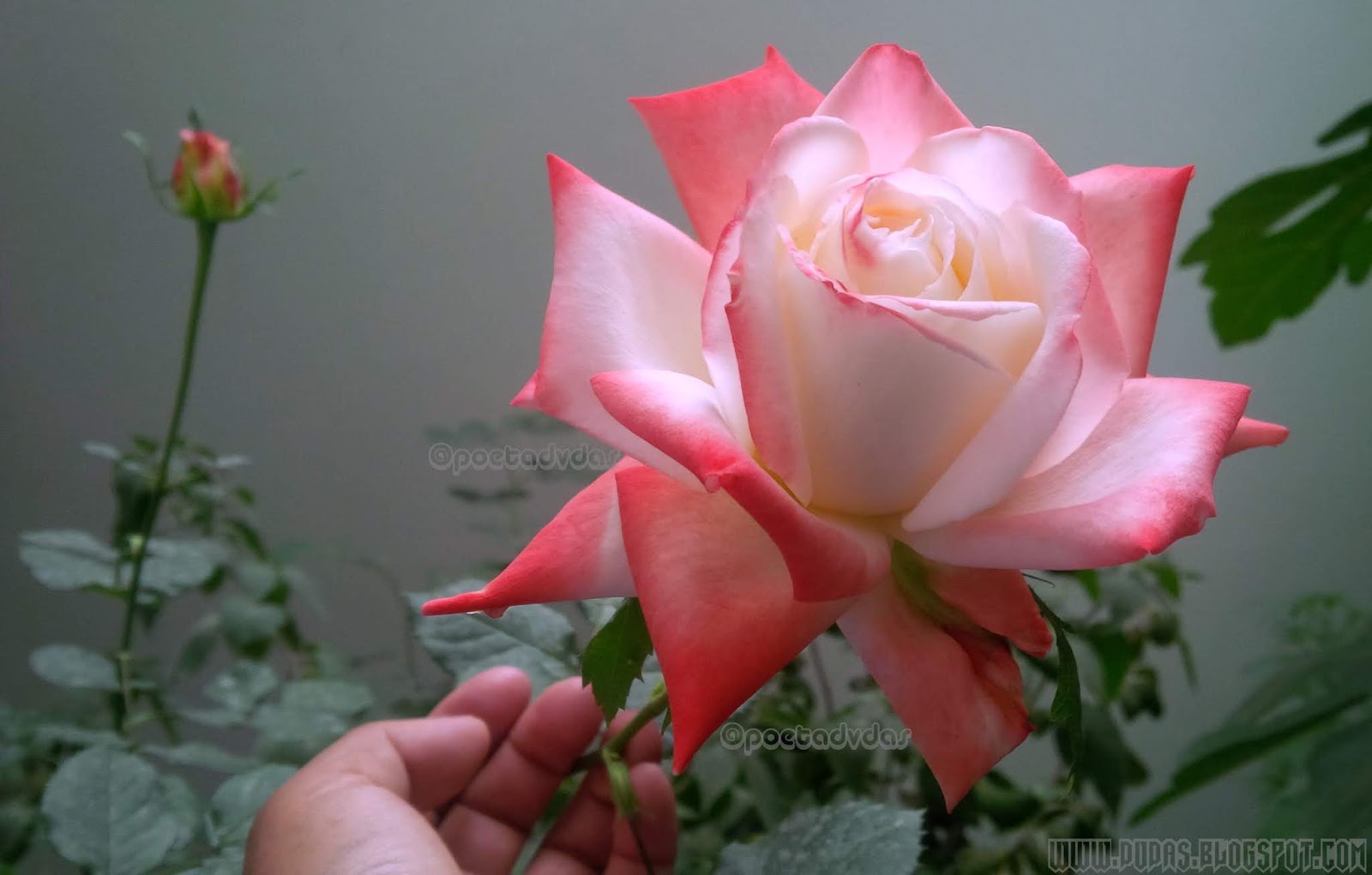 💘 ＰＯＥＴＡ ＤＶＤＡＳ 💘: ☾ LA ROSA MAS HERMOSA DE MI JARDÍN ☽ ♡ 2019 ♡