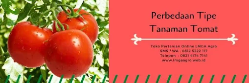tomat buah, buah tomat, tanaman tomat, jual benih tomat, toko pertanian, toko online, lmga agro
