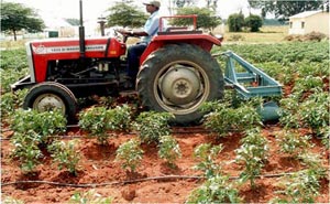 Tractor operated raised bed weeder