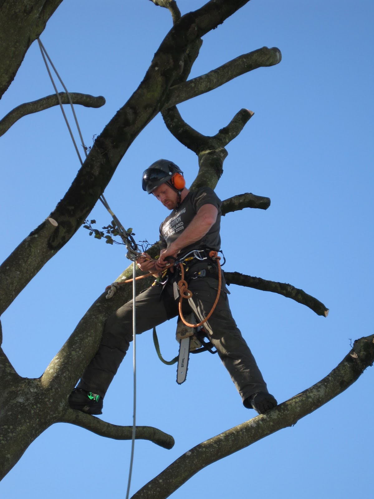 Free Chainsaw Training, tree surgery, tree care, tree advice, tree