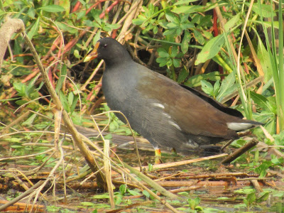 Colusa County Northern California birding hotspots