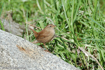 Cargolet (Troglodytes troglodytes)