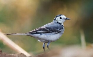 Indian Wagtail