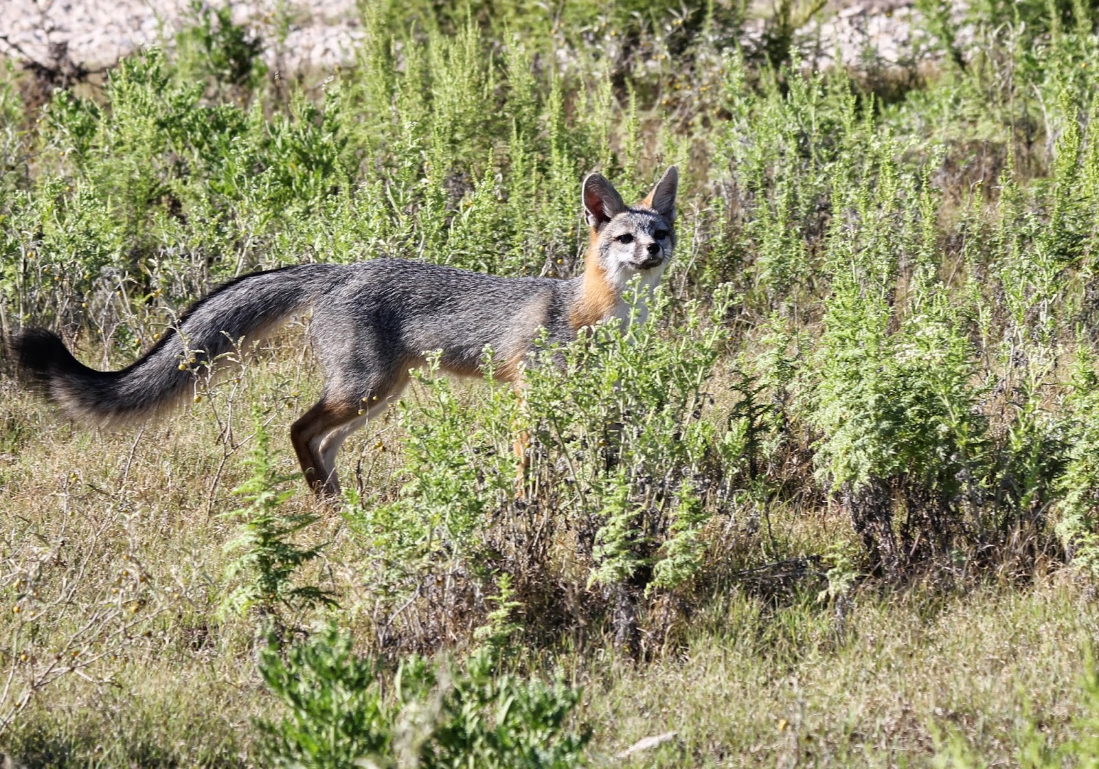 Big Bend Texas Nature foxaday 2