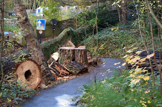 Large slices of trees that have been cut down