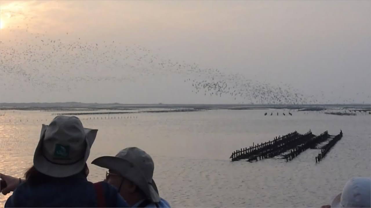 每年北門最壯觀的時刻｜黑腹燕鷗回潟湖過冬｜井仔腳成千上萬「黑點」超壯觀