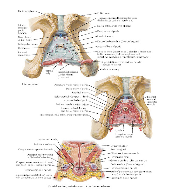 Male Perineal Spaces Anatomy