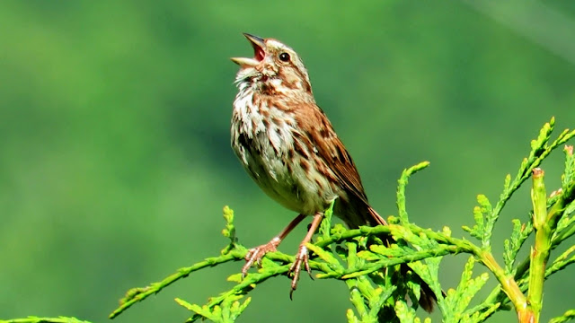 Song Sparrow Singing its Song