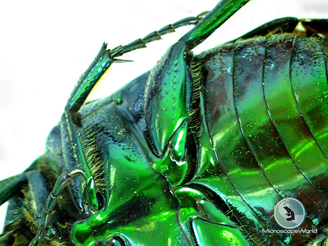 June Bug captured using Shift-Align-Rotate feature in extended depth of focus software on the Richter Optica S6D-BL digital stereo microscope.
