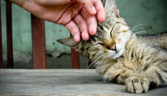 Jangan Sesekali Menyiksa Kucing, Bisa Menyeret Kalian ke Neraka, Ini Peringatan Rasulullah!