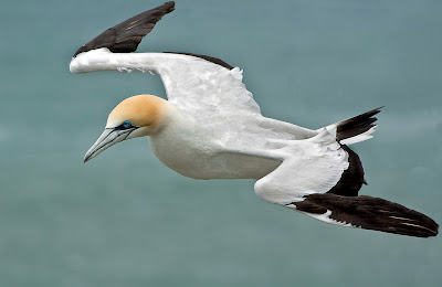 bird landing bird landing