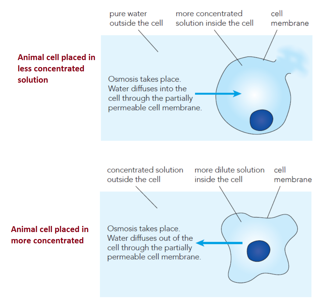 Osmosis In Animal Cells