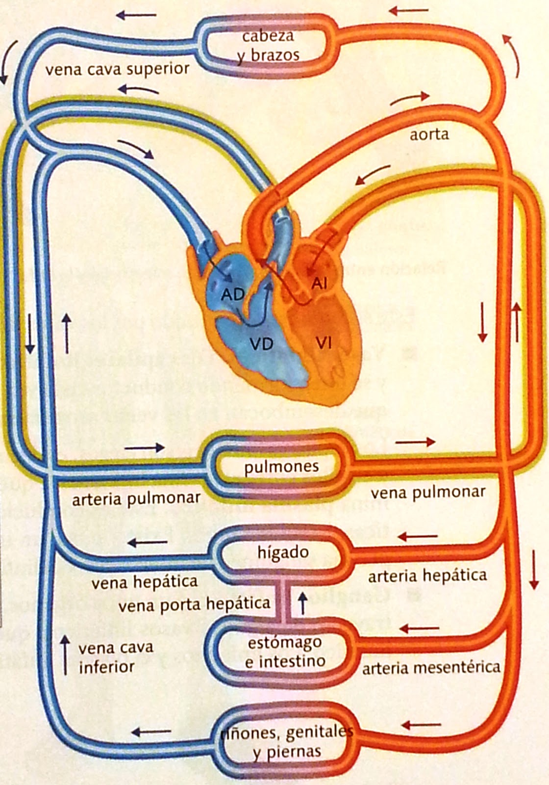 Cmc Biomed Circulación Sanguínea