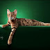 Expo Gatos 2012 reúne os mais belos felinos neste fim de semana