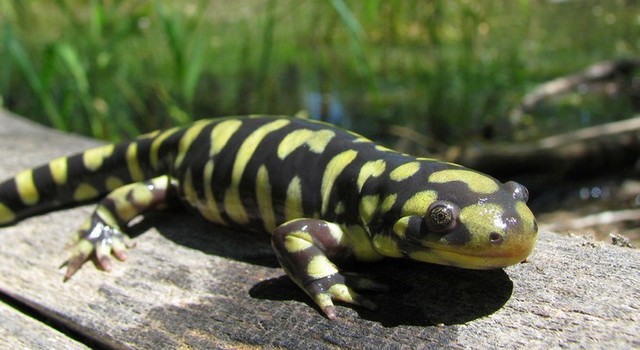 tiger salamander adaptations ~ Tiger Salamander