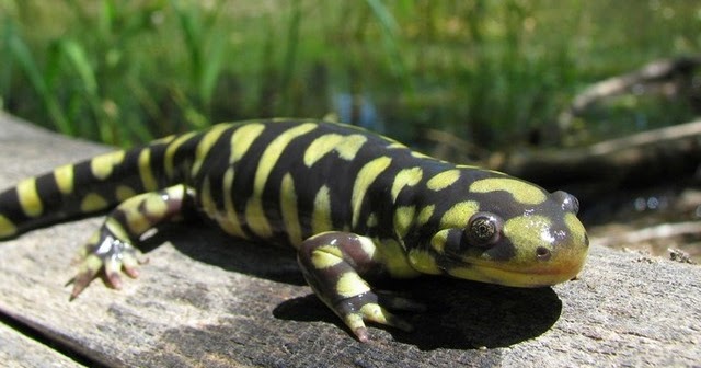 Tiger Salamander For Sale UK - Your Lovely Pets