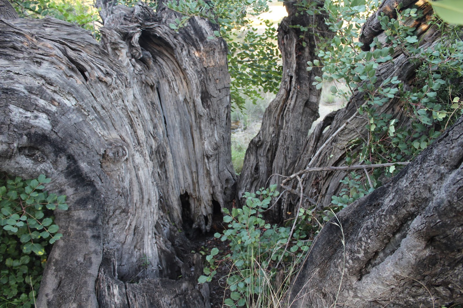 Algarrobo de Pinet en la finca de Don Pedro Soriano.