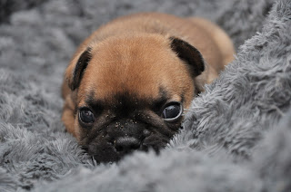 Chiot bouledogue francais corinne lemaire