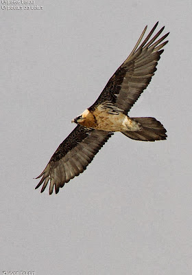 Quebrantahuesos Gypaetus barbatus