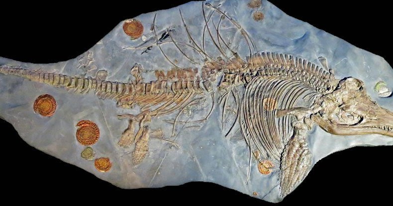Paranormal Searchers: Massive Sea Dragon Fossil Found in Plain Sight