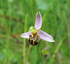 Bee Orchid