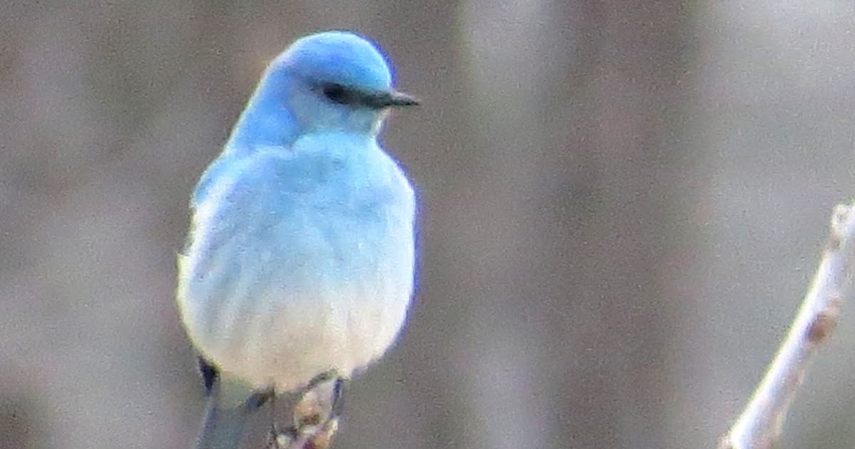 Penelopedia Nature and Garden in Southern Minnesota Mountain Bluebird