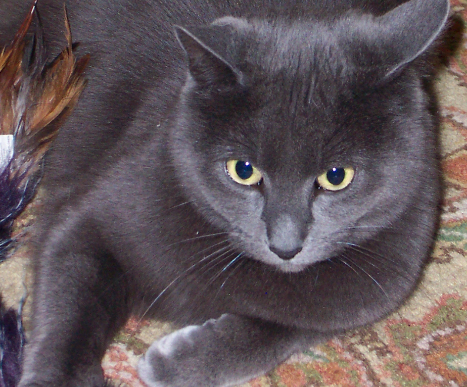 8 Jenis Pola Dasar dan Warna Dasar Pada Bulu Kucing Yang 