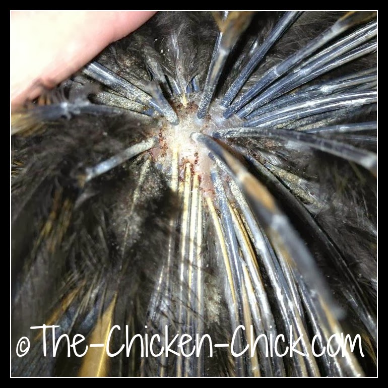 The Chicken Chick®: Poultry Lice and Mites Identification 