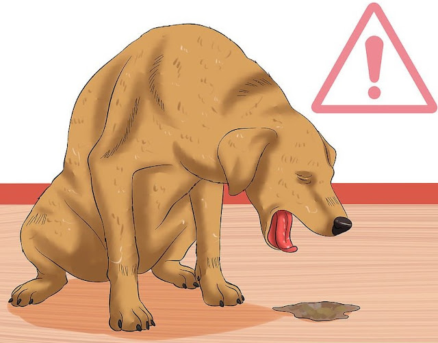Why Is My Dog Vomiting? What Causes It And What To Do
