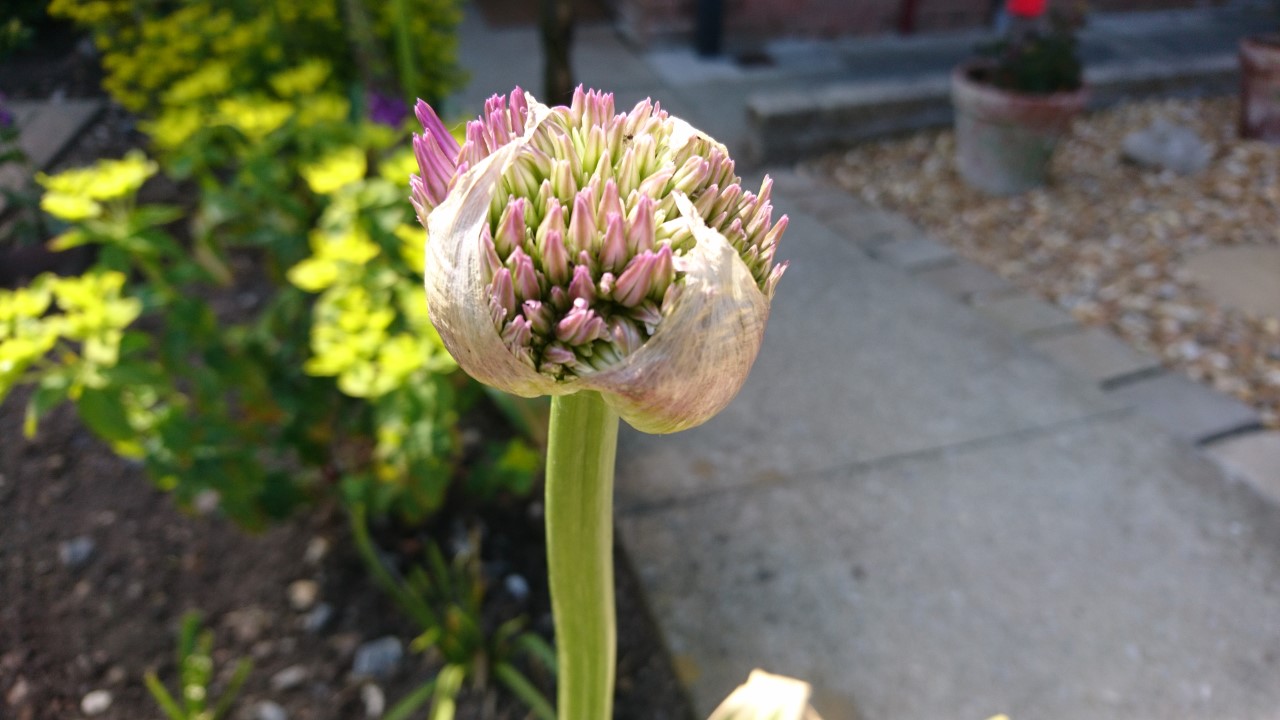 How to grow alliums