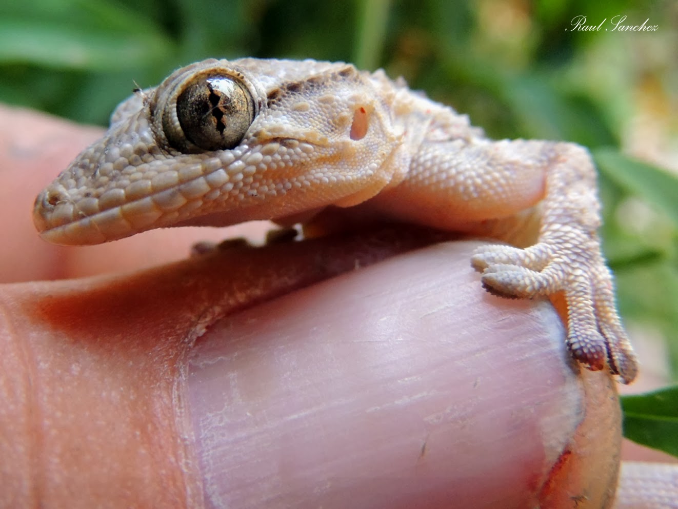 Tarentola mauritanica