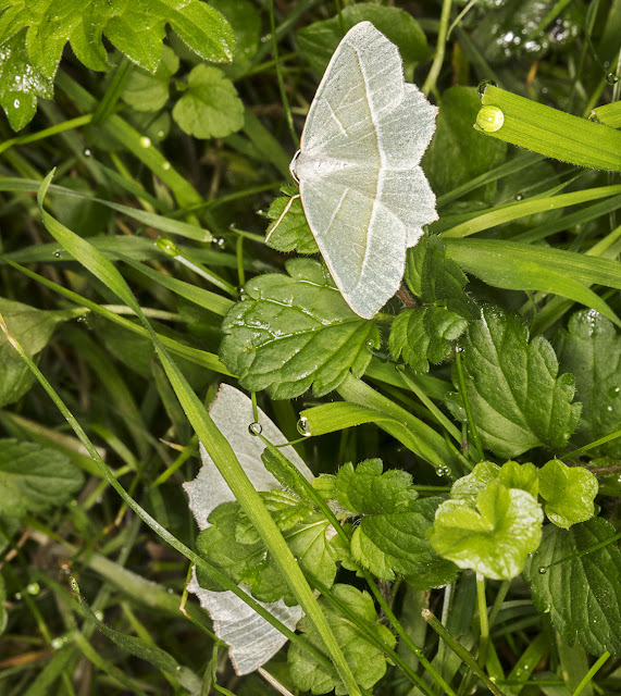 Two Light Emeralds, Campaea margaritaria. Sevenoaks Wildlife Reserve, 26 August 2017. Two Light Emeralds, Campaea margaritaria. Sevenoaks Wildlife Reserve, 26 August 2017.