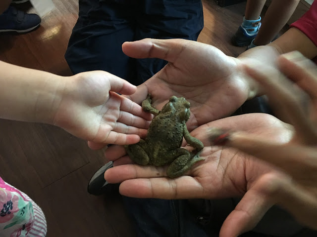 台灣昆蟲館．青蛙體驗式導覽｜非洲牛蛙