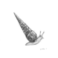 horn snail : loài ốc sừng (hon sơ-nây-lơ)