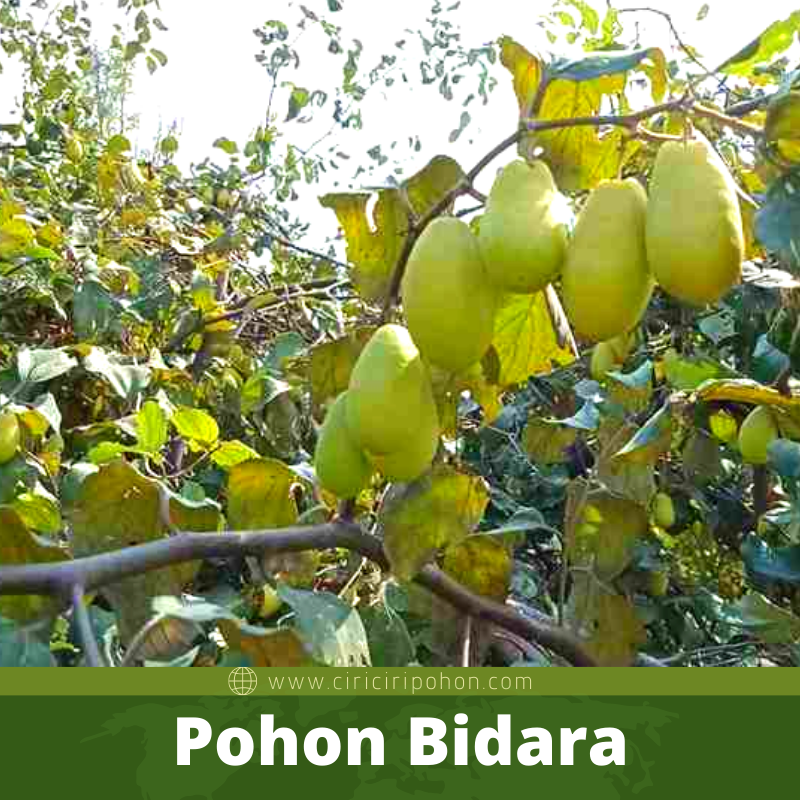 Bibit Pohon Bidara