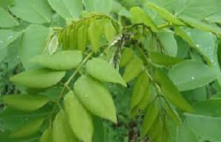 Kakawate Leaf (Madre De Cacao)