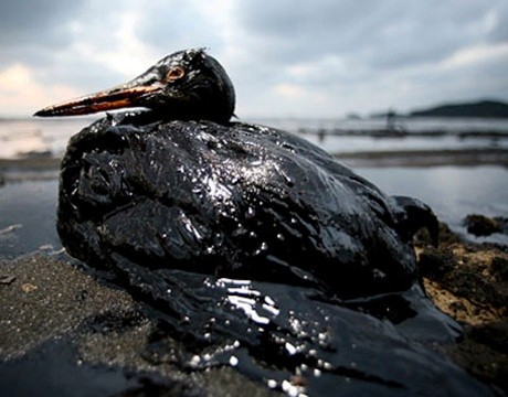 صورة 2 تدل على اثار التلوث النفطي على الكائنات الحية