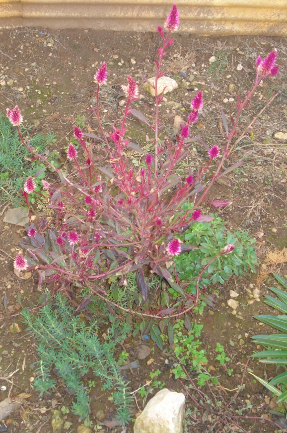 Ragusa turismo: Fiori e piante in campagne di Santa Croce Camerina