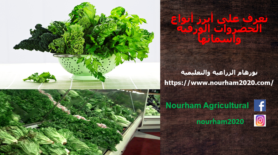تعرف على أبرز أنواع الخضار الورقية وأسمائها الزراعية والتعليمية نورهام