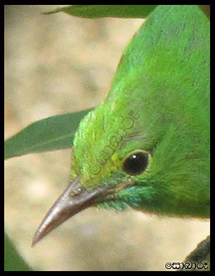 Leafbird.jpg