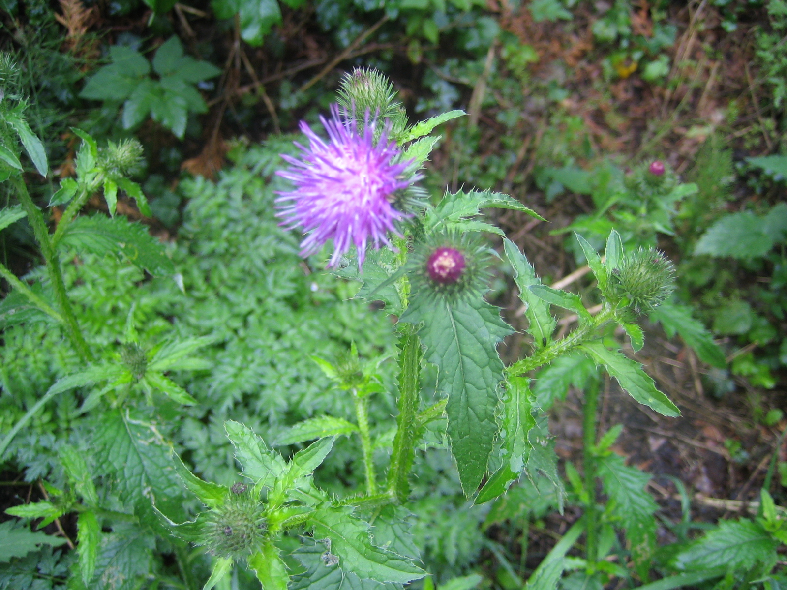 disteln bestimmen distelarten Distel riesen eselsdistel