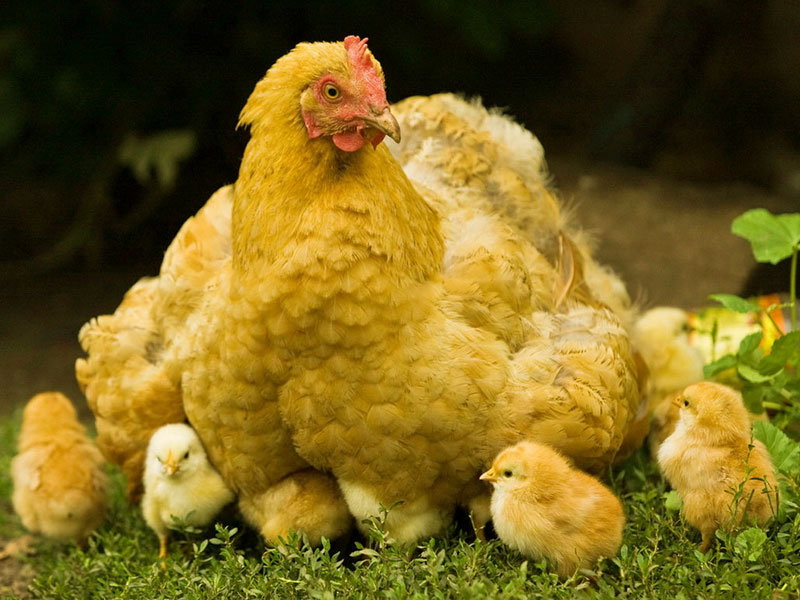Hen withWallpapers Hens Wallpapers Wallpaper HD And Background Hen withWallpapers Hens Wallpapers Wallpaper HD And Background