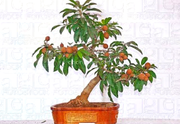 Ciri Ciri Pohon Bonsai