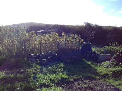 St Ives Cornwall - Allotment - Sunny November Day