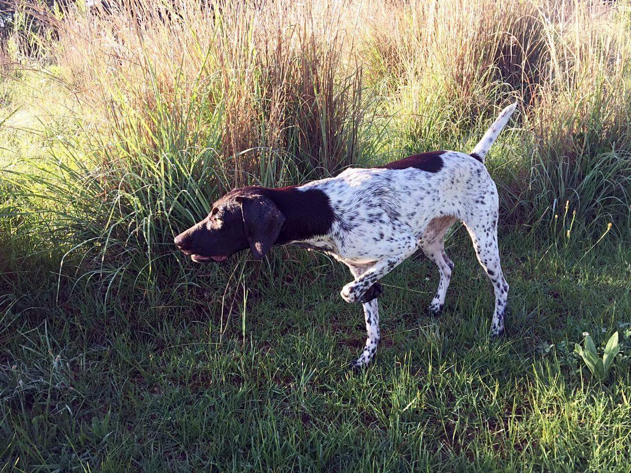 Matotoland Kennel New Generation GSP's. HPR Breed & Hunting Dogs GSP