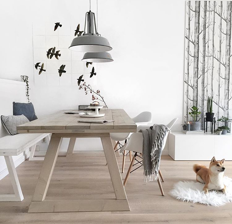 A Home With Dogs Meet Tanja And Her Dog Rocco The Shiba Inu