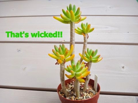 That S Wicked 水やりしても意外と変化のなかった多肉