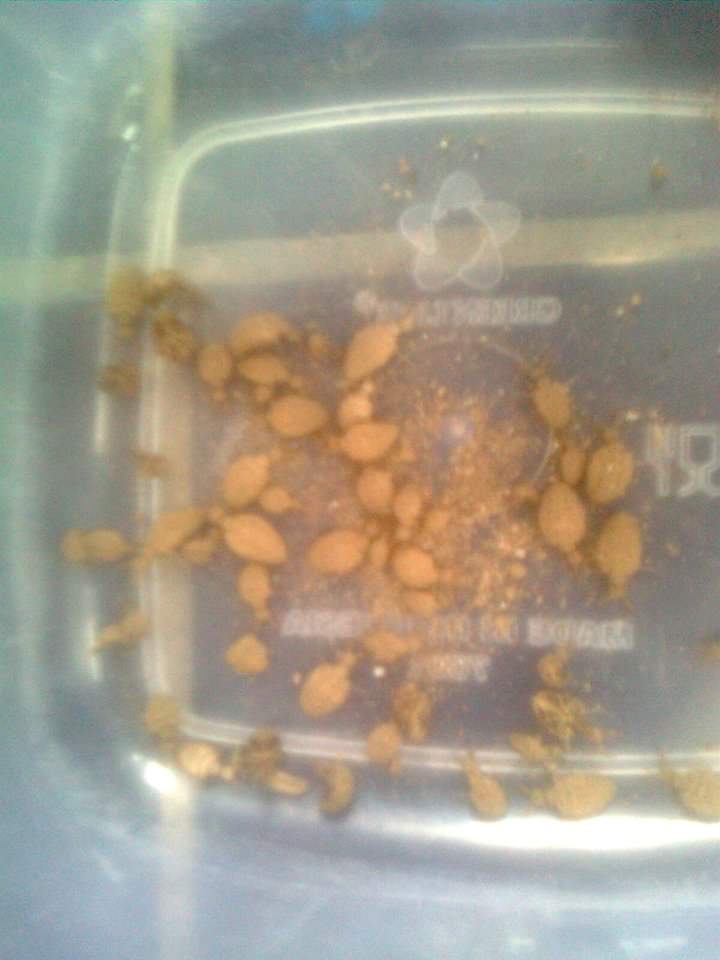 Cara Ternak Burung Branjangan Parva dan Javanica Sukses Cara Ternak Burung Branjangan Parva dan Javanica Sukses